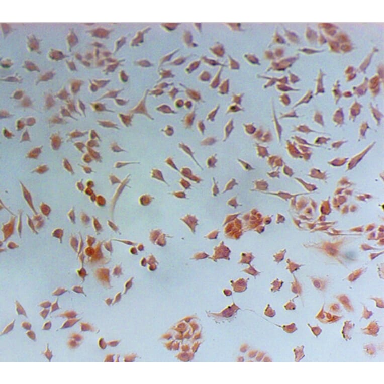 Immunohistochemistry - Nestin Monoclonal Antibody from Signalway Antibody (42024) - Antibodies.com