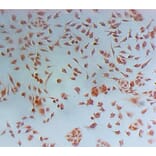 Immunohistochemistry - Nestin Monoclonal Antibody from Signalway Antibody (42024) - Antibodies.com