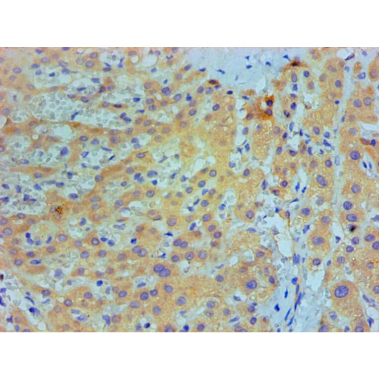 Immunohistochemistry - IL1F10 Monoclonal Antibody from Signalway Antibody (42049) - Antibodies.com