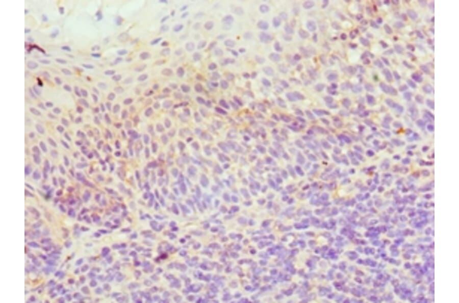 Immunohistochemistry - ICOSLG Polyclonal Antibody from Signalway Antibody (42215) - Antibodies.com
