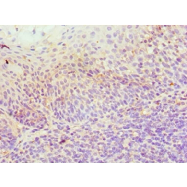 Immunohistochemistry - ICOSLG Polyclonal Antibody from Signalway Antibody (42215) - Antibodies.com