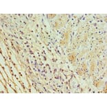 Immunohistochemistry - ICOSLG Polyclonal Antibody from Signalway Antibody (42215) - Antibodies.com