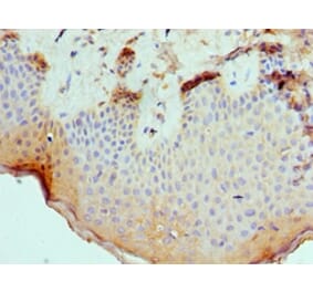 Immunohistochemistry - SLURP1 Polyclonal Antibody from Signalway Antibody (42326) - Antibodies.com