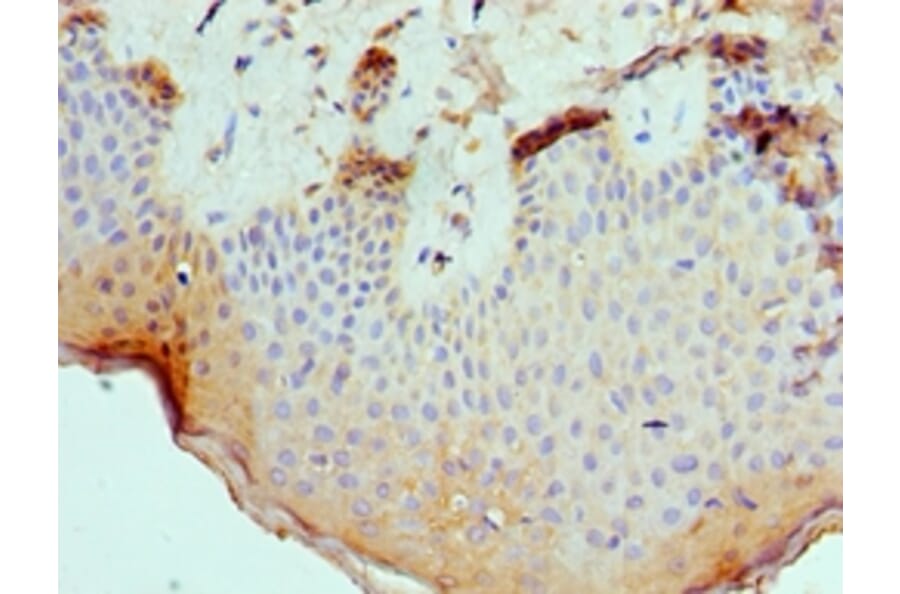 Immunohistochemistry - SLURP1 Polyclonal Antibody from Signalway Antibody (42326) - Antibodies.com
