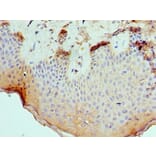 Immunohistochemistry - SLURP1 Polyclonal Antibody from Signalway Antibody (42326) - Antibodies.com