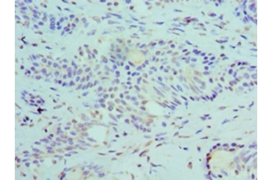 Immunohistochemistry - SLURP1 Polyclonal Antibody from Signalway Antibody (42326) - Antibodies.com