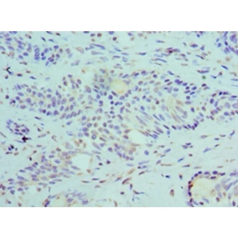 Immunohistochemistry - SLURP1 Polyclonal Antibody from Signalway Antibody (42326) - Antibodies.com