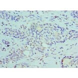 Immunohistochemistry - SLURP1 Polyclonal Antibody from Signalway Antibody (42326) - Antibodies.com