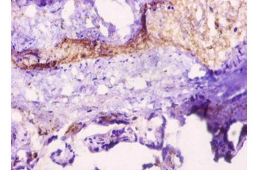 Immunohistochemistry - Leptin Polyclonal Antibody from Signalway Antibody (42465) - Antibodies.com