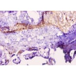 Immunohistochemistry - Leptin Polyclonal Antibody from Signalway Antibody (42465) - Antibodies.com