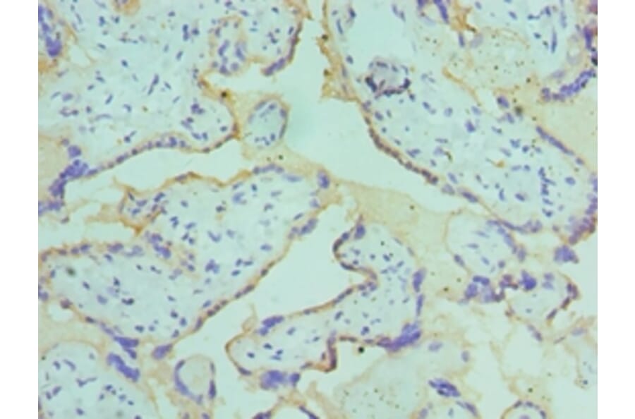 Immunohistochemistry - CSRNP1 Polyclonal Antibody from Signalway Antibody (42663) - Antibodies.com