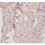 Immunohistochemistry - Collagen alpha-3 (IV) chain Polyclonal Antibody from Signalway Antibody - Antibodies.com