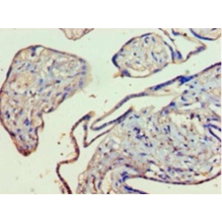 Immunohistochemistry - Kynurenine 3-monooxygenase Polyclonal Antibody from Signalway Antibody - Antibodies.com