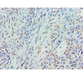 Immunohistochemistry - Myelin expression factor 2 Polyclonal Antibody from Signalway Antibody - Antibodies.com