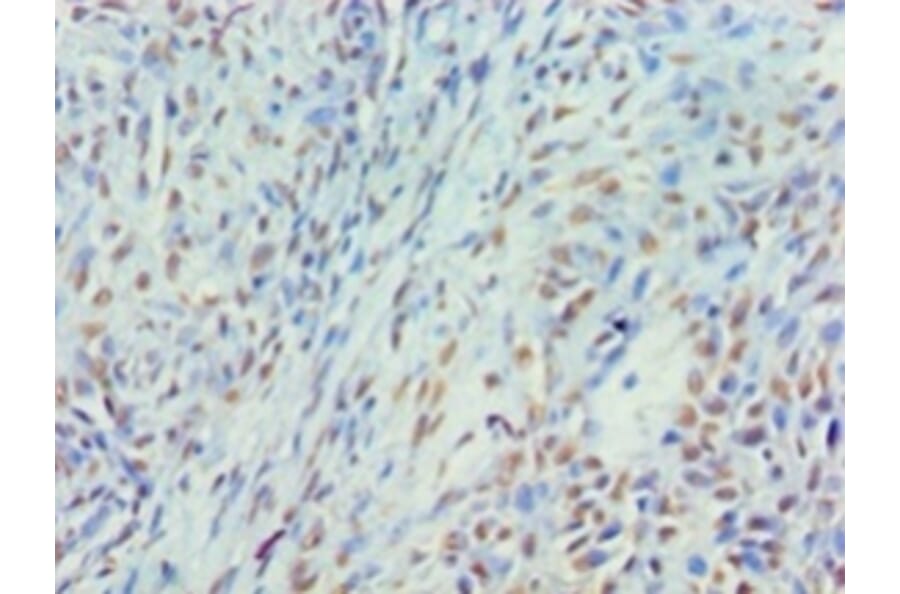 Immunohistochemistry - Myelin expression factor 2 Polyclonal Antibody from Signalway Antibody - Antibodies.com