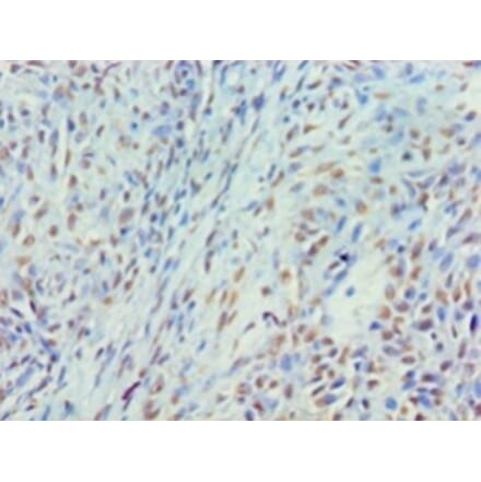 Immunohistochemistry - Myelin expression factor 2 Polyclonal Antibody from Signalway Antibody - Antibodies.com