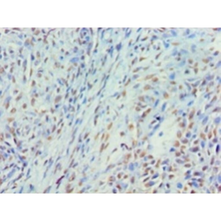 Immunohistochemistry - Myelin expression factor 2 Polyclonal Antibody from Signalway Antibody - Antibodies.com