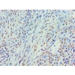 Immunohistochemistry - Myelin expression factor 2 Polyclonal Antibody from Signalway Antibody - Antibodies.com