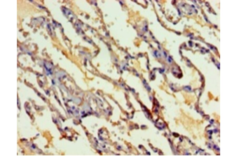 Immunohistochemistry - Myelin expression factor 2 Polyclonal Antibody from Signalway Antibody - Antibodies.com