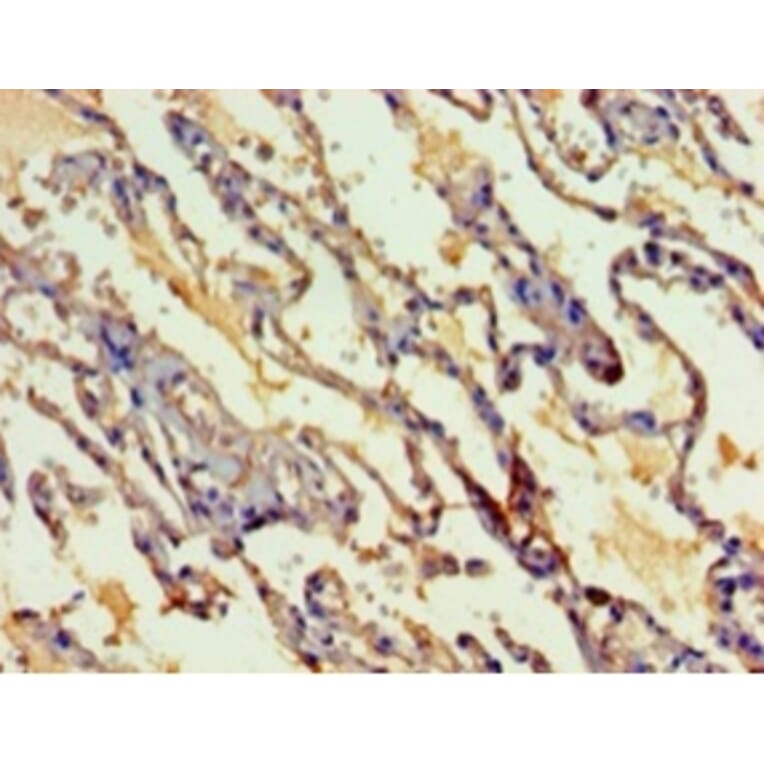 Immunohistochemistry - Myelin expression factor 2 Polyclonal Antibody from Signalway Antibody - Antibodies.com