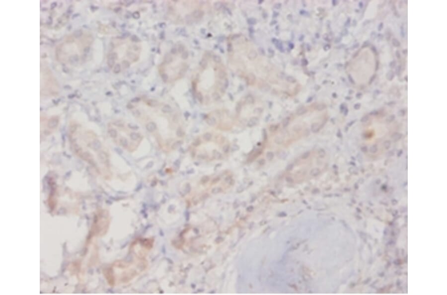 Immunohistochemistry - Ras-related protein Rab-10 Polyclonal Antibody from Signalway Antibody - Antibodies.com
