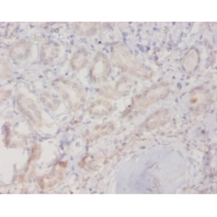 Immunohistochemistry - Ras-related protein Rab-10 Polyclonal Antibody from Signalway Antibody - Antibodies.com