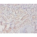 Immunohistochemistry - Ras-related protein Rab-10 Polyclonal Antibody from Signalway Antibody - Antibodies.com