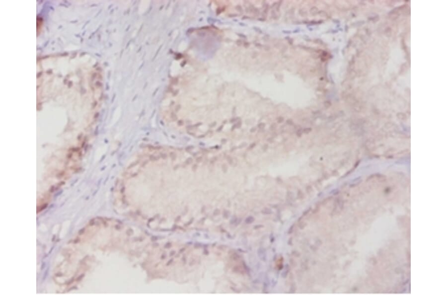 Immunohistochemistry - Ras-related protein Rab-10 Polyclonal Antibody from Signalway Antibody - Antibodies.com