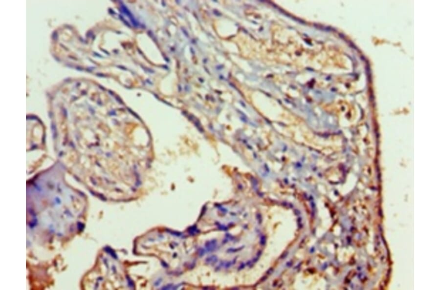 Immunohistochemistry - Ras-related protein Rab-5A Polyclonal Antibody from Signalway Antibody - Antibodies.com