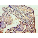 Immunohistochemistry - Ras-related protein Rab-5A Polyclonal Antibody from Signalway Antibody - Antibodies.com