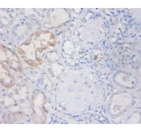 Immunohistochemistry - Non-secretory ribonuclease Polyclonal Antibody from Signalway Antibody - Antibodies.com