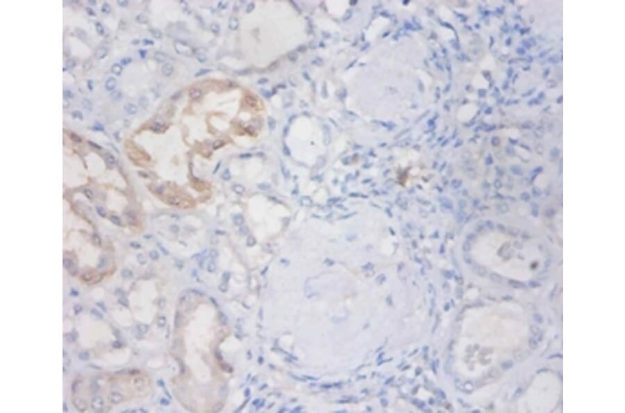 Immunohistochemistry - Non-secretory ribonuclease Polyclonal Antibody from Signalway Antibody - Antibodies.com