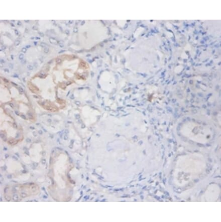 Immunohistochemistry - Non-secretory ribonuclease Polyclonal Antibody from Signalway Antibody - Antibodies.com