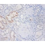 Immunohistochemistry - Non-secretory ribonuclease Polyclonal Antibody from Signalway Antibody - Antibodies.com