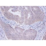 Immunohistochemistry - Glucosidase 2 subunit beta Polyclonal Antibody from Signalway Antibody - Antibodies.com