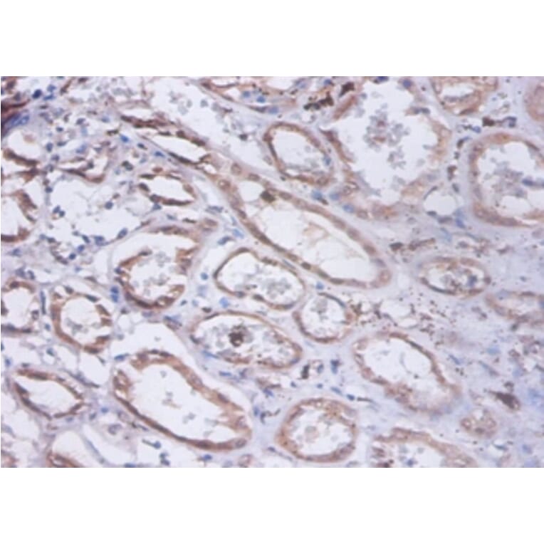 Immunohistochemistry - Glucosidase 2 subunit beta Polyclonal Antibody from Signalway Antibody - Antibodies.com