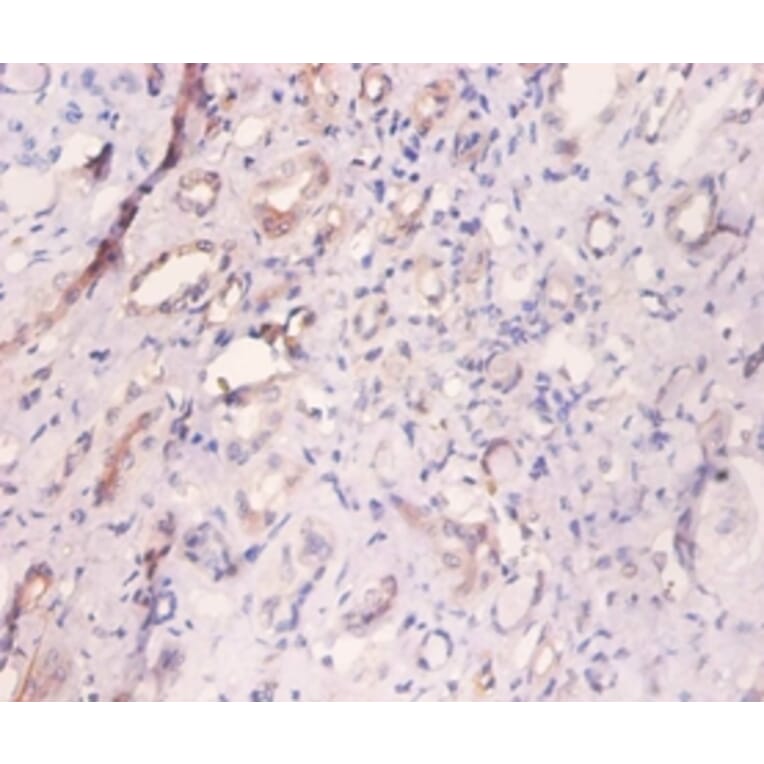 Immunohistochemistry - Myosin light polypeptide 6 Polyclonal Antibody from Signalway Antibody - Antibodies.com