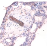 Immunohistochemistry - Collagen alpha-1 (IV) chain Polyclonal Antibody from Signalway Antibody - Antibodies.com