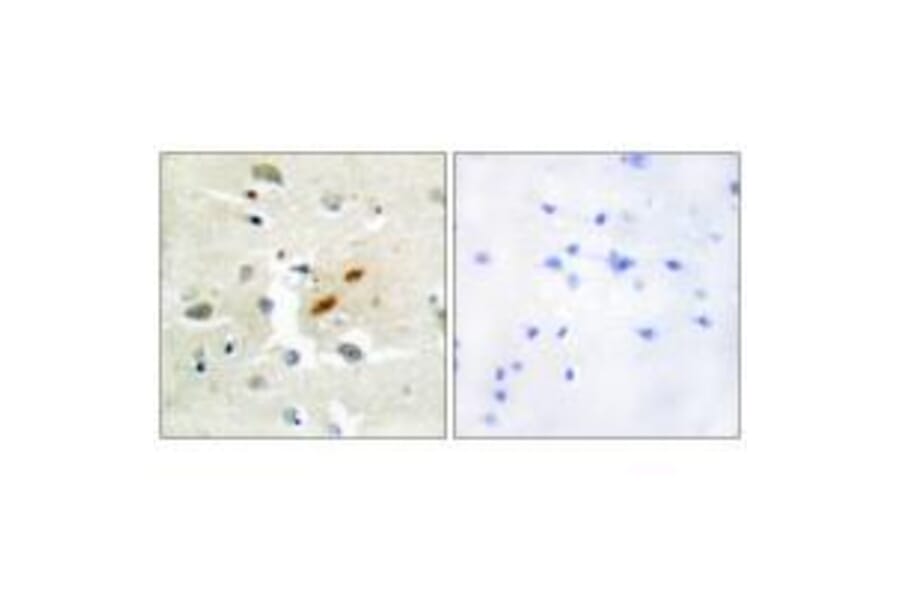 Immunohistochemistry - DNA Polymerase ζ Antibody from Signalway Antibody (33602) - Antibodies.com