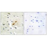 Immunohistochemistry - DNA Polymerase ζ Antibody from Signalway Antibody (33602) - Antibodies.com