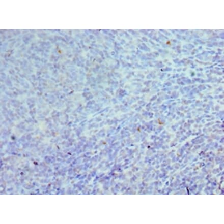 Immunohistochemistry - CEBPG Polyclonal Antibody from Signalway Antibody (42118) - Antibodies.com