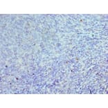 Immunohistochemistry - CEBPG Polyclonal Antibody from Signalway Antibody (42118) - Antibodies.com