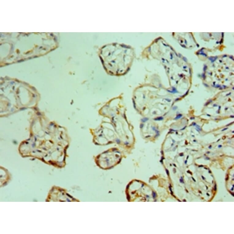 Immunohistochemistry - CEBPG Polyclonal Antibody from Signalway Antibody (42118) - Antibodies.com