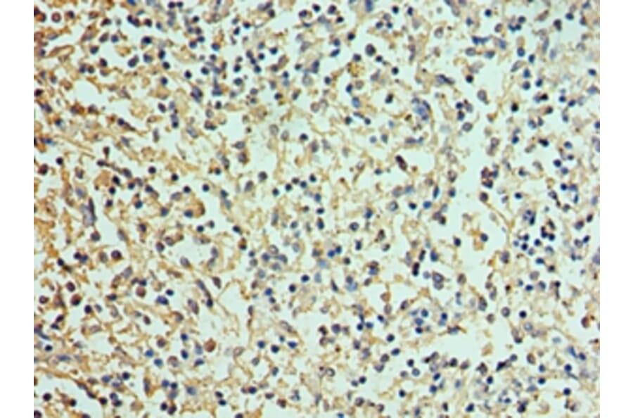 Immunohistochemistry - DEFA1 Polyclonal Antibody from Signalway Antibody (42145) - Antibodies.com