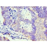 Immunohistochemistry - LMOD1 Polyclonal Antibody from Signalway Antibody (42239) - Antibodies.com