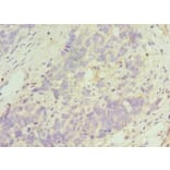 Immunohistochemistry - TACR3 Polyclonal Antibody from Signalway Antibody (42339) - Antibodies.com