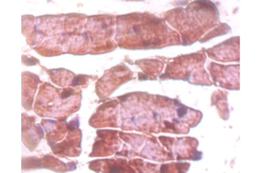 Immunohistochemistry - Titin Polyclonal Antibody from Signalway Antibody (42592) - Antibodies.com
