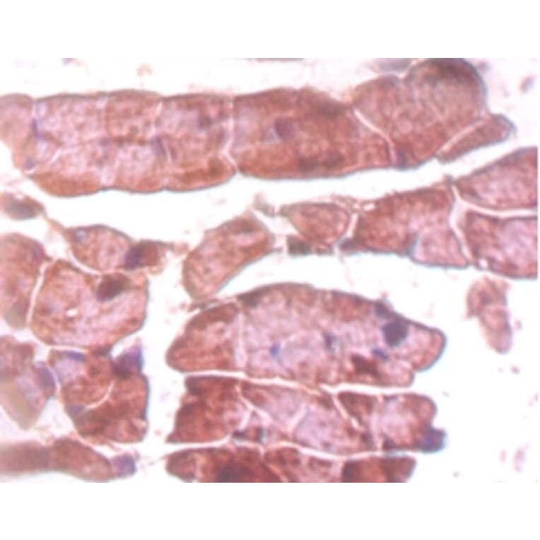Immunohistochemistry - Titin Polyclonal Antibody from Signalway Antibody (42592) - Antibodies.com