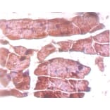 Immunohistochemistry - Titin Polyclonal Antibody from Signalway Antibody (42592) - Antibodies.com