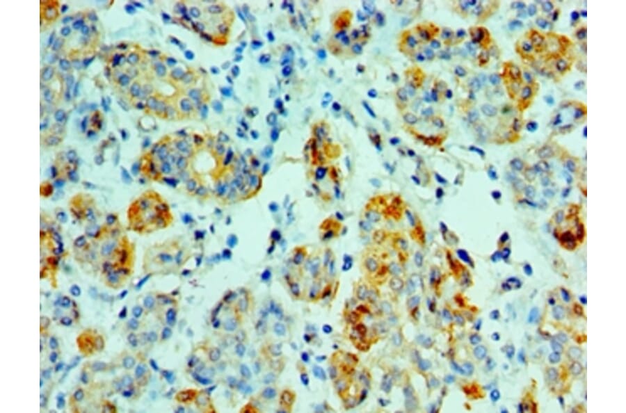 Immunohistochemistry - AMY1A Polyclonal Antibody from Signalway Antibody (42633) - Antibodies.com